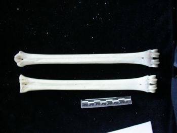 Media type: image;   Mammalogy 17733